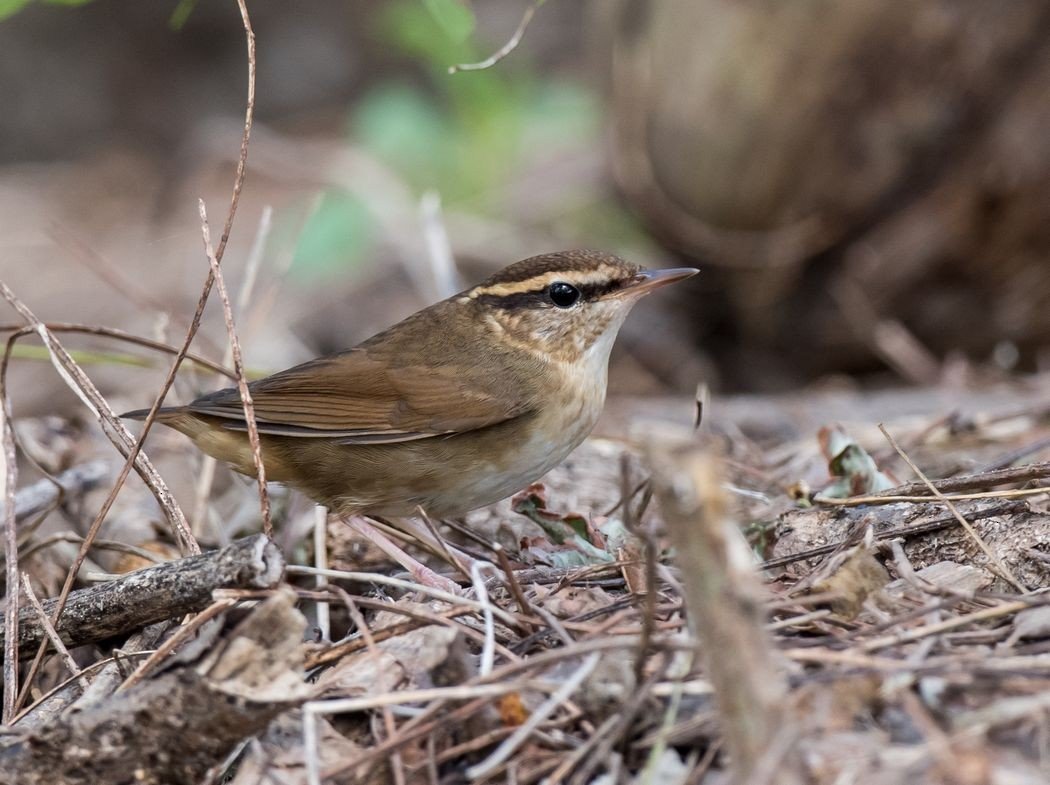 buscarla colicorta de borneo
