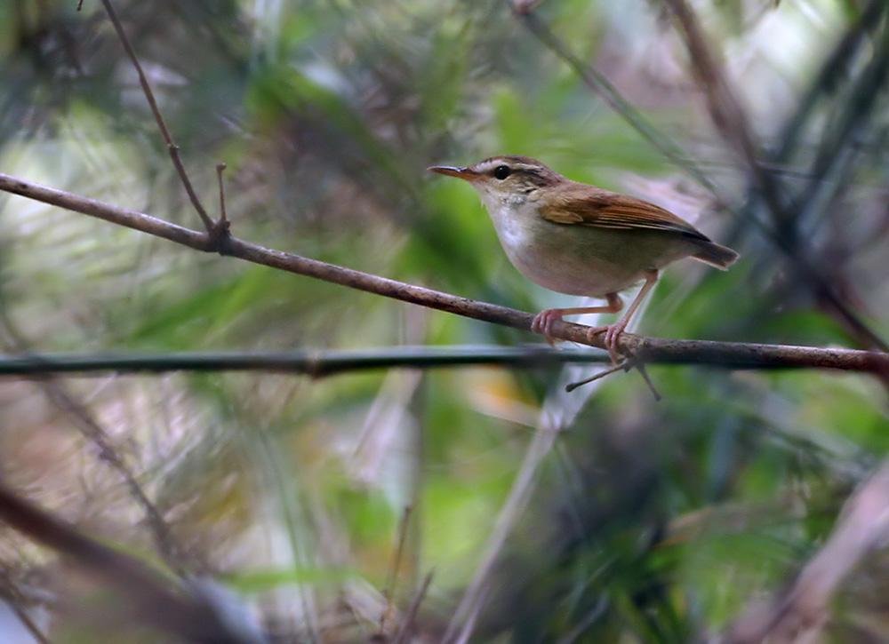buscarla colicorta de timor