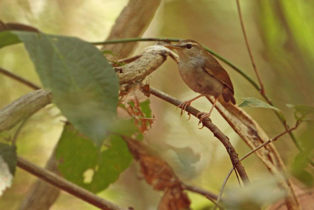 buscarla colicorta