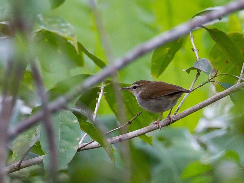buscarla de timor