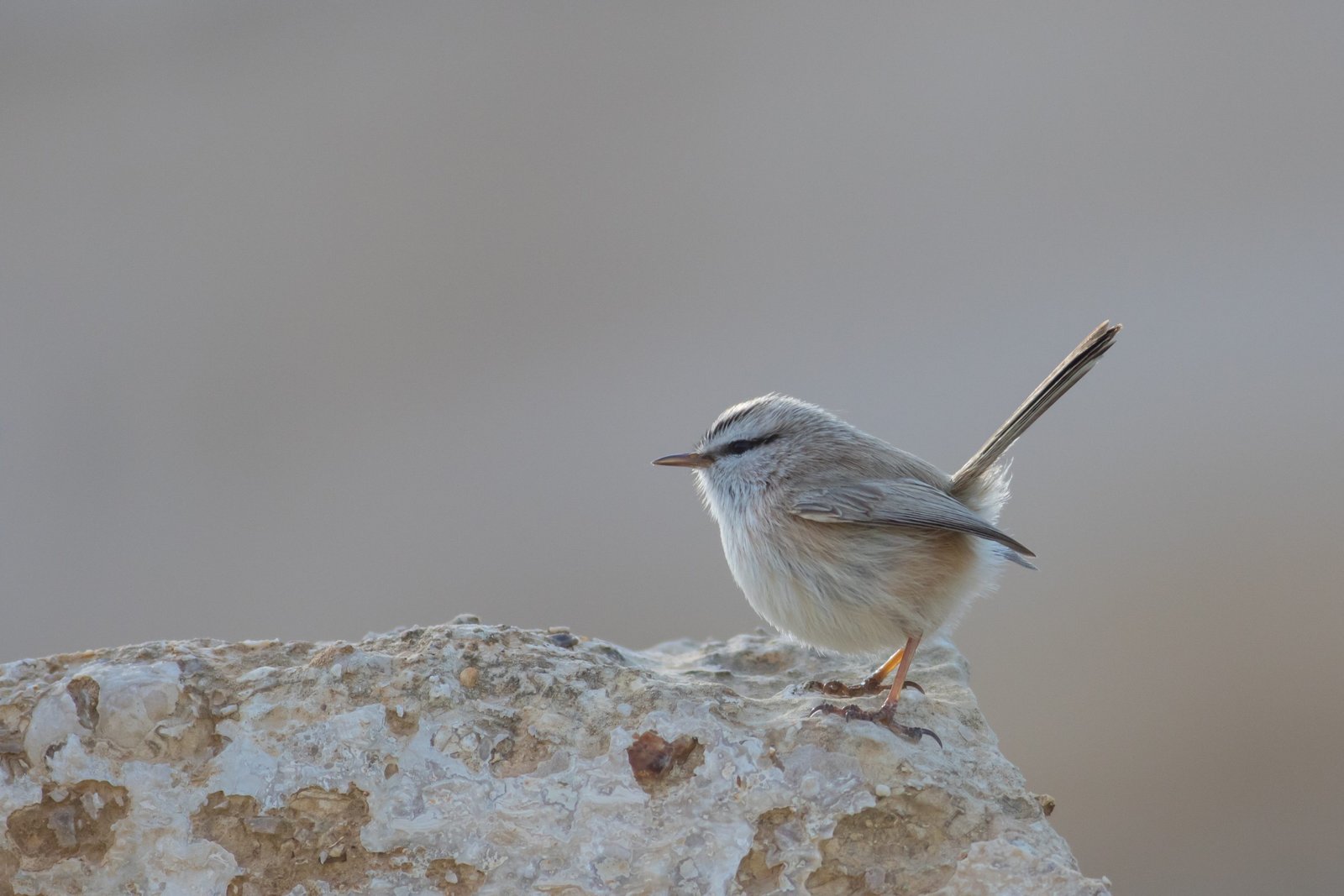 prinia desértica