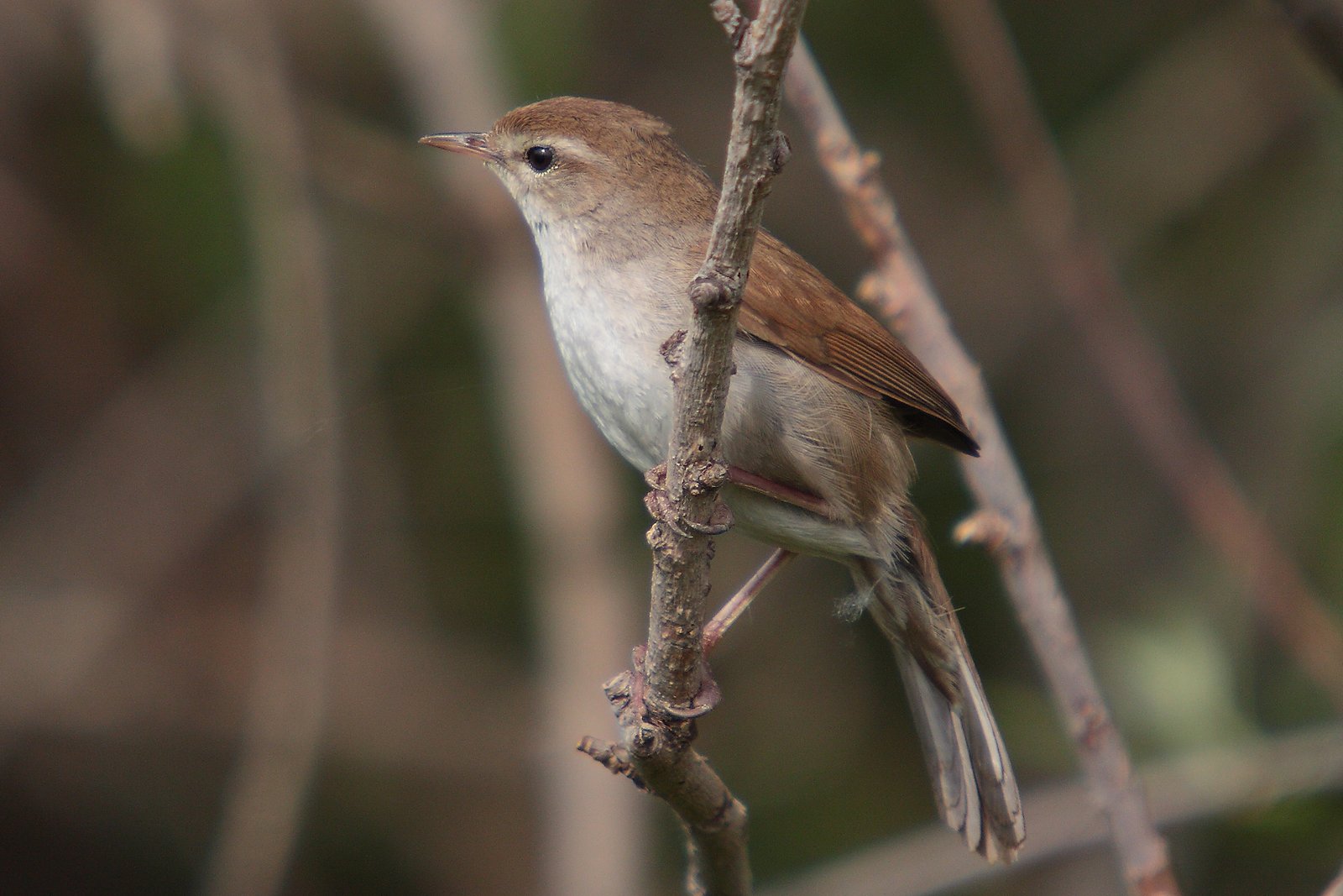 cettidae